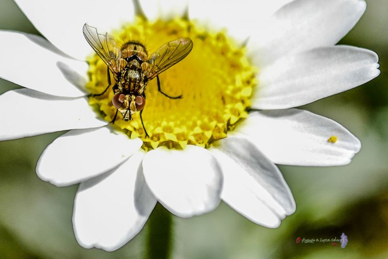 Diptero sobre amarillo Reducc.jpg